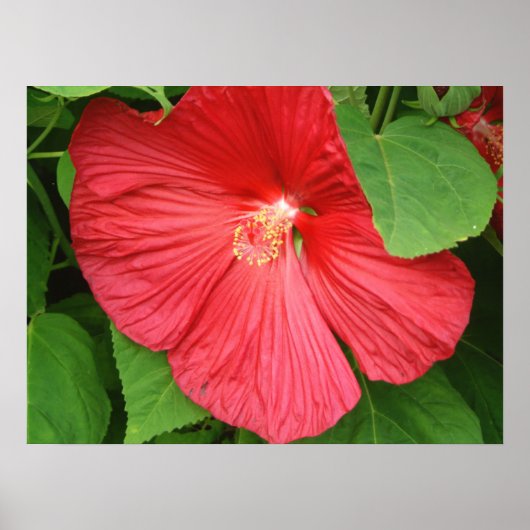 ハイビスカスの花 鮮やかなマゼンタの花 ポスター (正面)