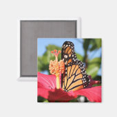 ハイビスカスの蝶 マグネット (正面/裏面)