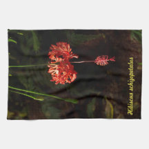 ハイビスカスのschizopetalus -ちょうちん