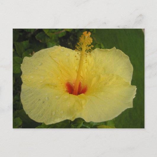 ハイビスカスはがき ポストカード (正面)