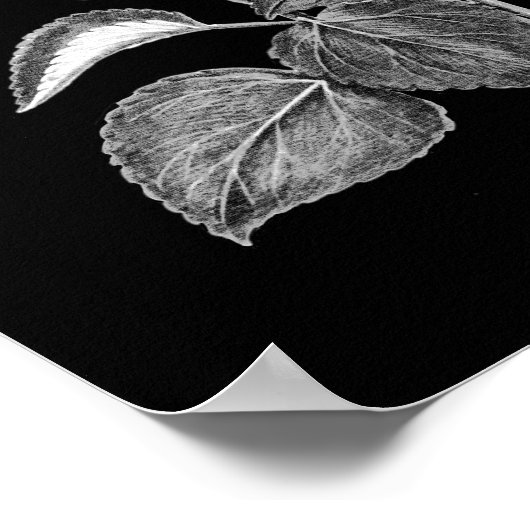 ハイビスカスイタリアン花の木炭スケッチ ポスター (角)