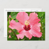 ハイビスカスインハワイピンクコーラルカラー ポストカード (正面/裏面)