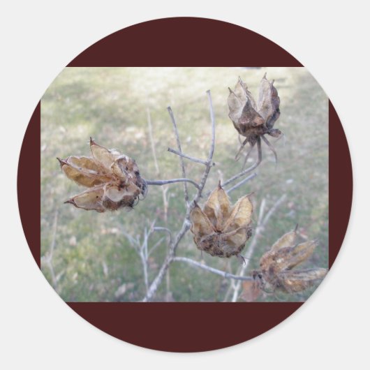 ハイビスカスシードポッドのシール ラウンドシール (正面)