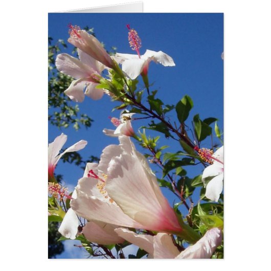 ハイビスカスシーンカード (正面)