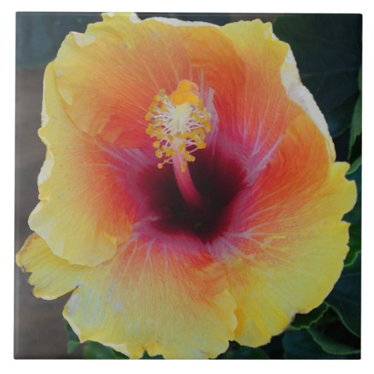 ハイビスカスフラワータイル タイル (正面)