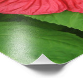 ハイビスカスフラワーブライトマゼンタフローラ フォトプリント (角)