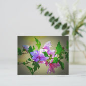 ハイビスカスフラワー開花 ポストカード (スタンド正面)