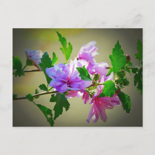 ハイビスカスフラワー開花 ポストカード (正面)