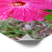 ハイビスカスフラワー、写真、明るい赤紫色ハイビスカスNYC ポスター (角)