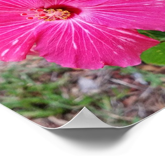 ハイビスカスフラワー、写真、明るい赤紫色ハイビスカスNYC ポスター (角)