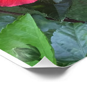 ハイビスカスプリント ポスター (コーナー)