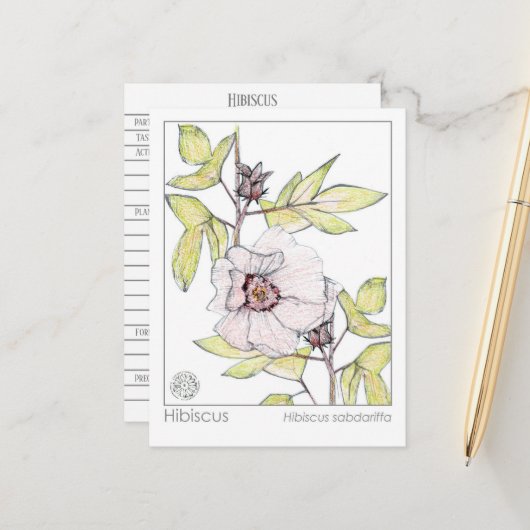 ハイビスカスマテリアメディカモノグラフハーブ勉強 ポストカード (正面/裏面インサイチュ)