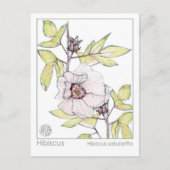 ハイビスカスマテリアメディカモノグラフハーブ勉強 ポストカード (正面)