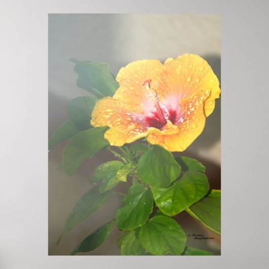 ハイビスカス花水滴ポスター ポスター (正面)