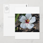 ハイビスカス花 ポストカード (正面/裏面)