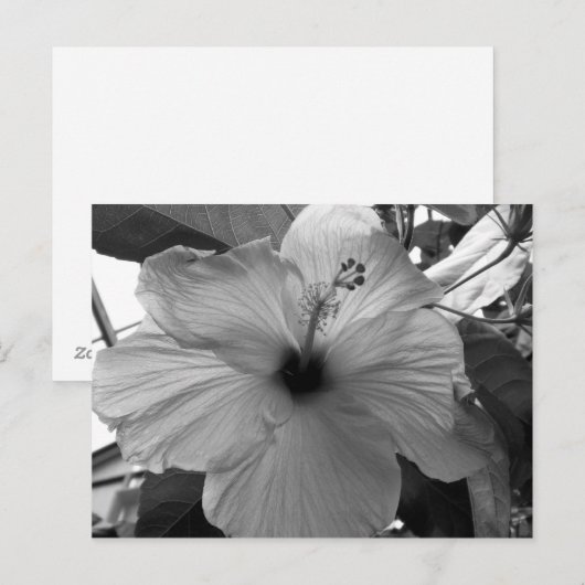 ハイビスカス花 ポストカード (正面/裏面)