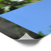 ハイビスカス赤い花 ポスター (角)