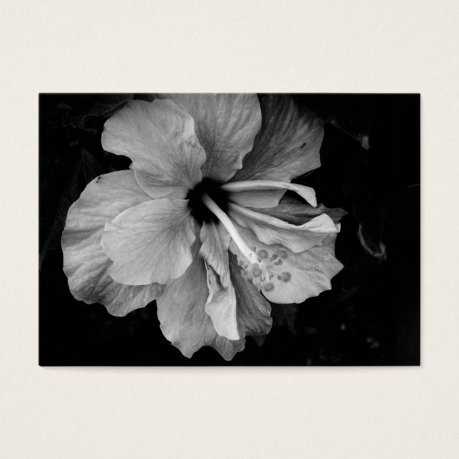 ハイビスカス (正面)