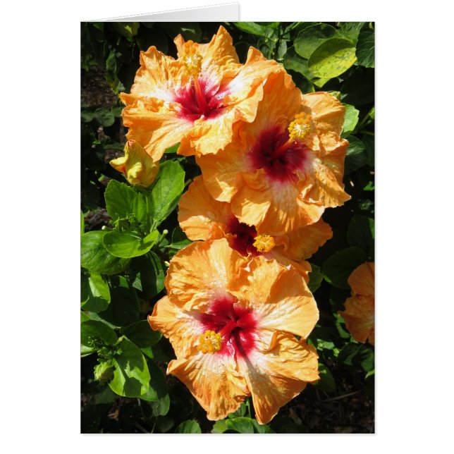 ハイビスカス (正面)