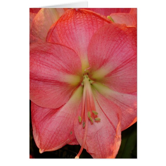 ハイビスカス (正面)