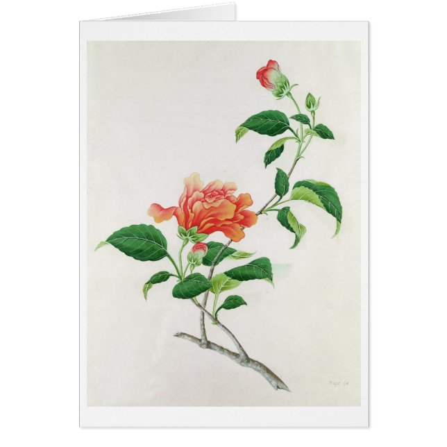 ハイビスカス (正面)