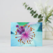 ハイビスカス10 ポストカード (スタンド正面)