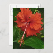 ハイビスカス14 ポストカード (正面/裏面)