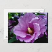 ハイビスカス15 ポストカード (正面/裏面)