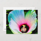 ハイビスカス23 ポストカード (正面/裏面)