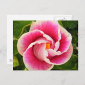 ハイビスカス30 ポストカード (正面/裏面)