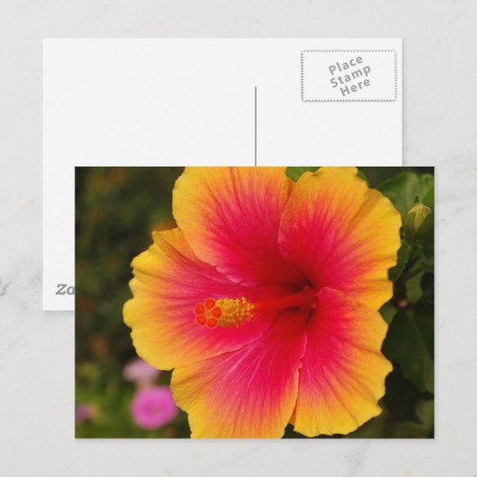 ハイビスカス3 ポストカード (正面/裏面)