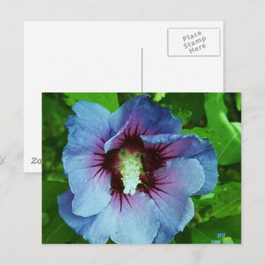 ハイビスカス4 ポストカード (正面/裏面)