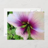 ハイビスカス7 ポストカード (正面/裏面)