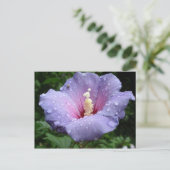 ハイビスカス8 ポストカード (スタンド正面)