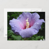 ハイビスカス8 ポストカード (正面/裏面)