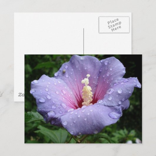 ハイビスカス8 ポストカード (正面/裏面)
