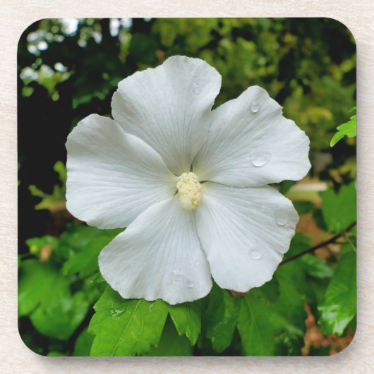 ハイビスカス コースター (正面)