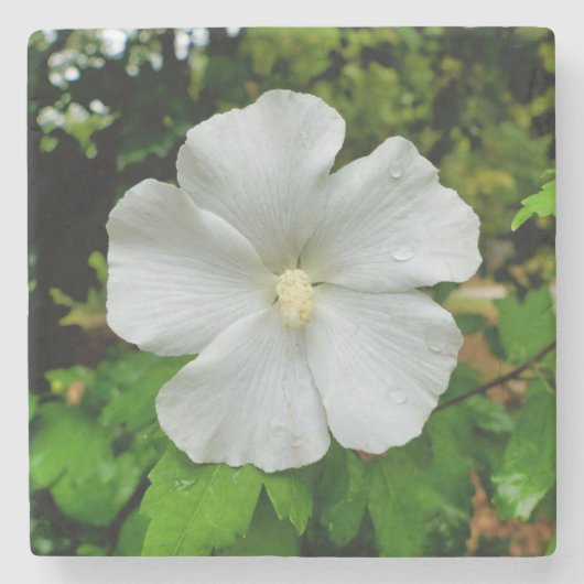 ハイビスカス ストーンコースター (正面)