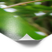 ハイビスカス フォトプリント            (角)