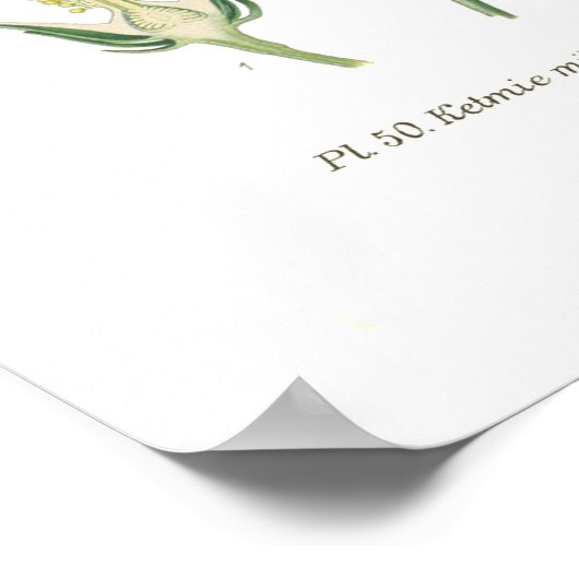 ハイビスカス ポスター (角)