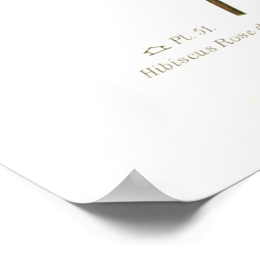 ハイビスカス ポスター (角)