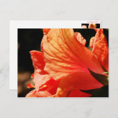 ハイビスカス ポストカード (正面/裏面)