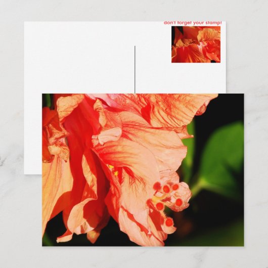ハイビスカス ポストカード (正面/裏面)
