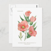 ハイビスカス ポストカード (正面/裏面)