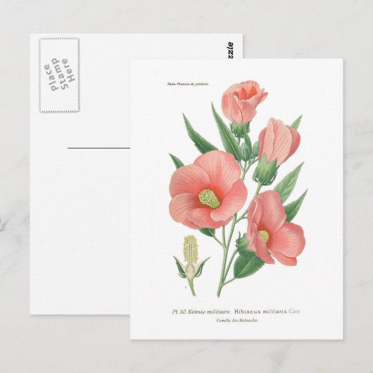 ハイビスカス ポストカード (正面/裏面)