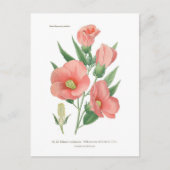 ハイビスカス ポストカード (正面)