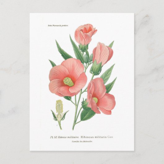 ハイビスカス ポストカード (正面)