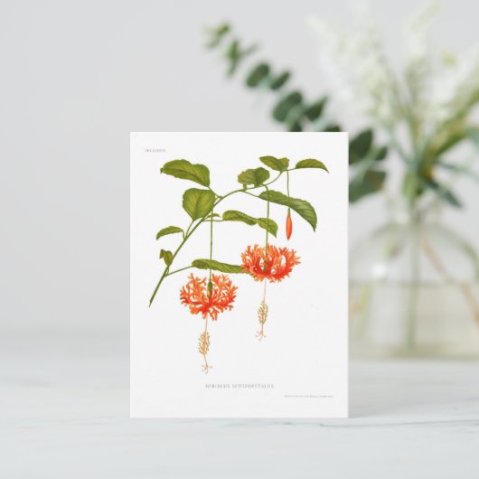 ハイビスカス ポストカード (スタンド正面)