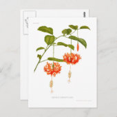 ハイビスカス ポストカード (正面/裏面)