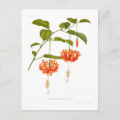 ハイビスカス ポストカード (正面)